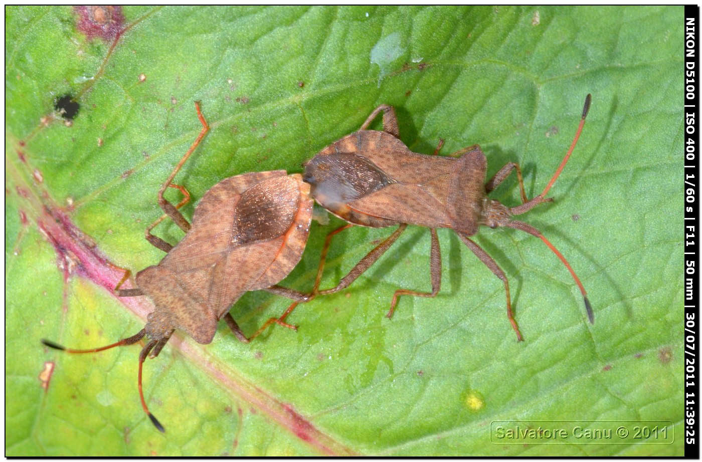 Coreidae: Coreus marginatus della Sardegna (SS)